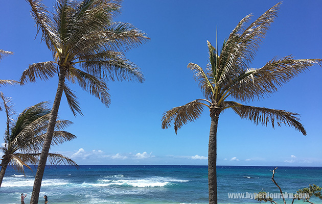 ハワイで無事１年