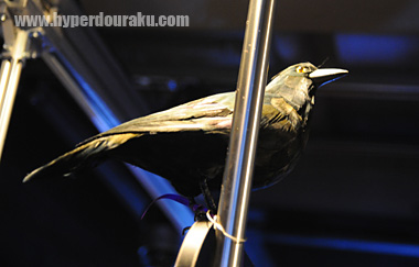 レンジの上に留まっていたカラス