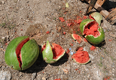 スイカターゲットの結果