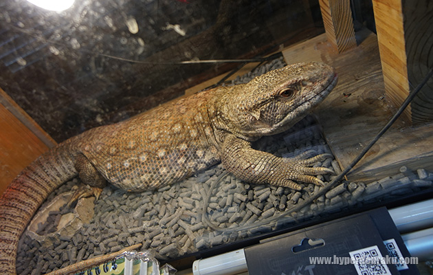 トカゲやヘビの爬虫類