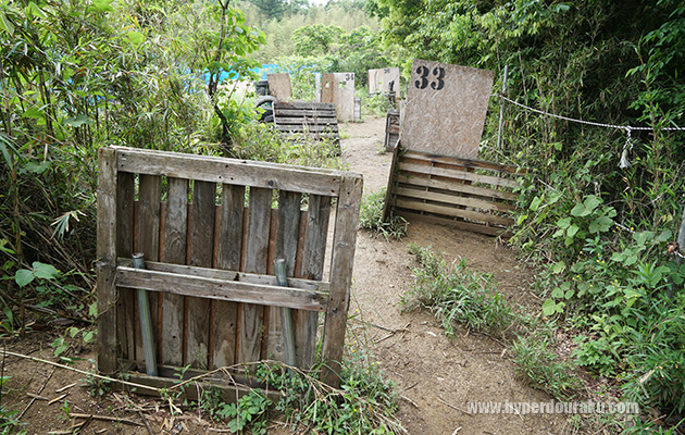 ブッシュで囲まれた小道