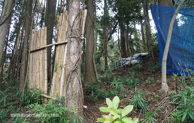 斜面を登るように森林エリア