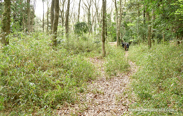 ブッシュフィールド