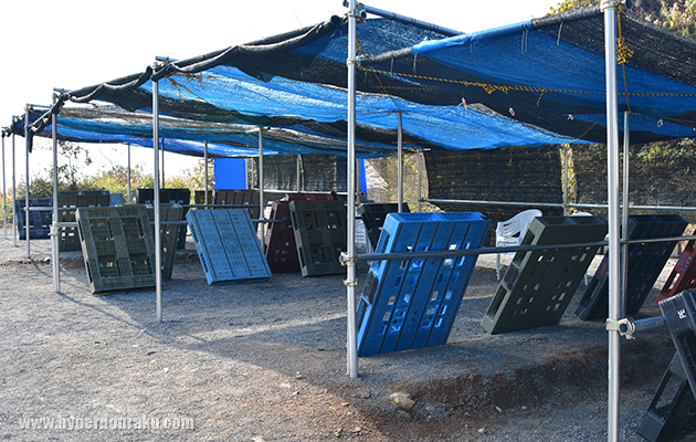 セーフティエリア