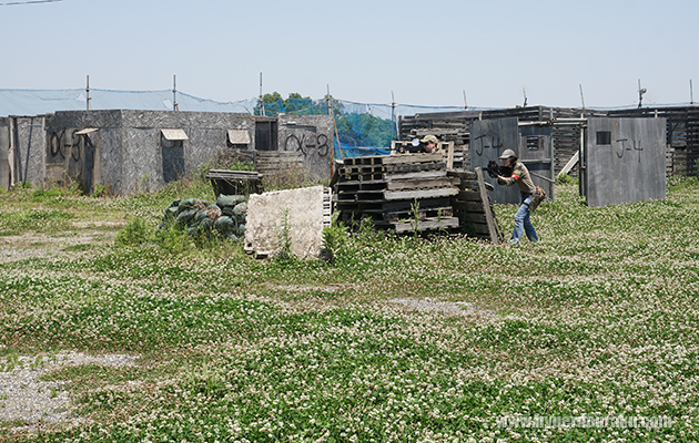 シロツメクサが生えて
