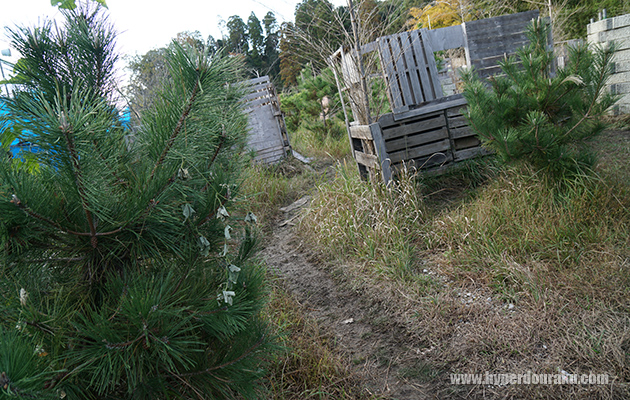 背の低い松の木