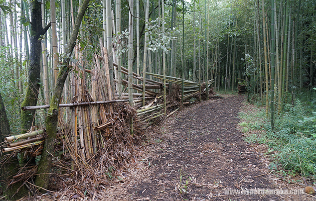 Cフィールドの中心部