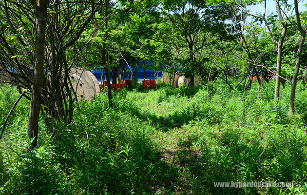 木々も茂っている