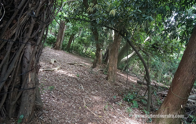 本当にジャングルのよう